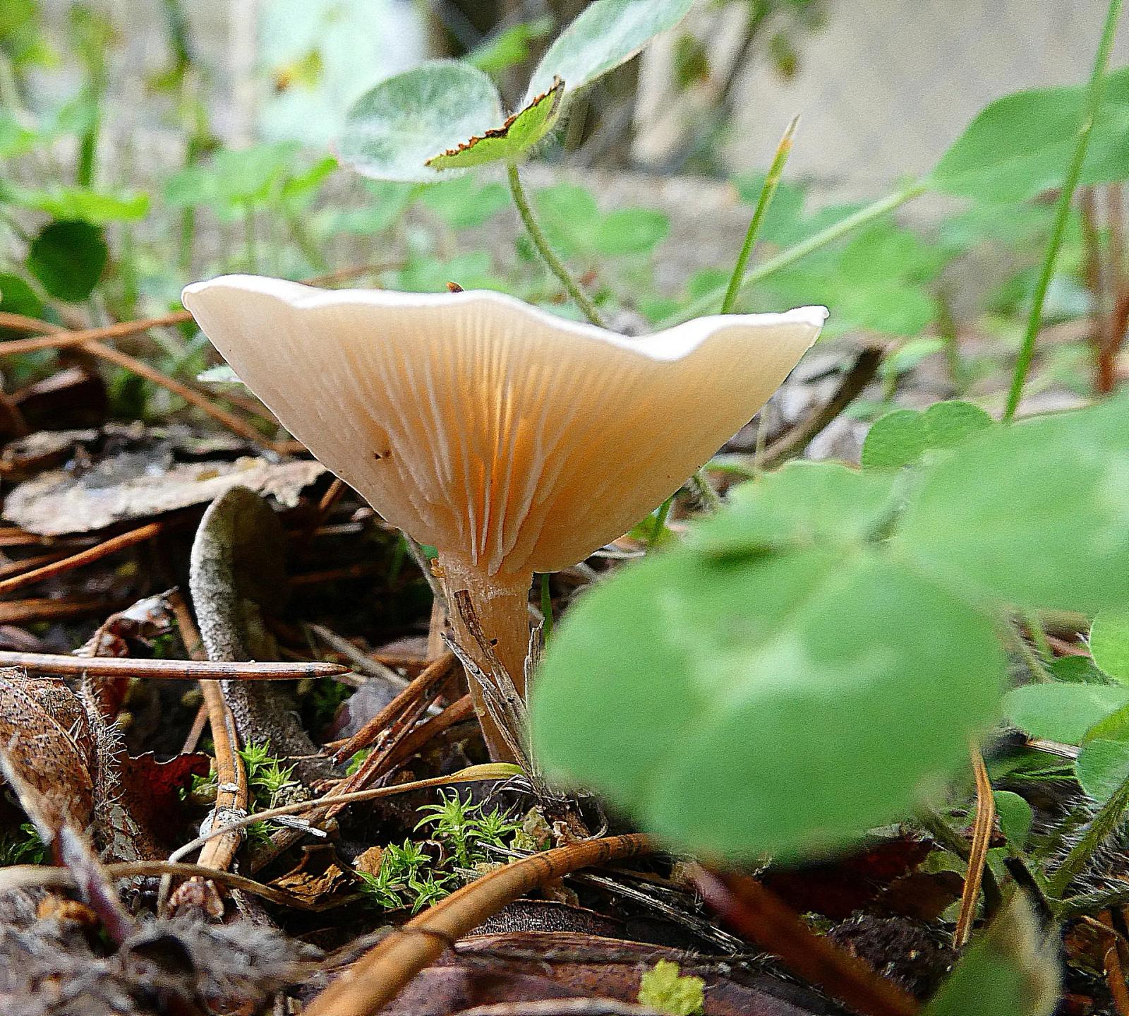 Défi N° 1 "Champignons" — photographie 20 (GPPR)