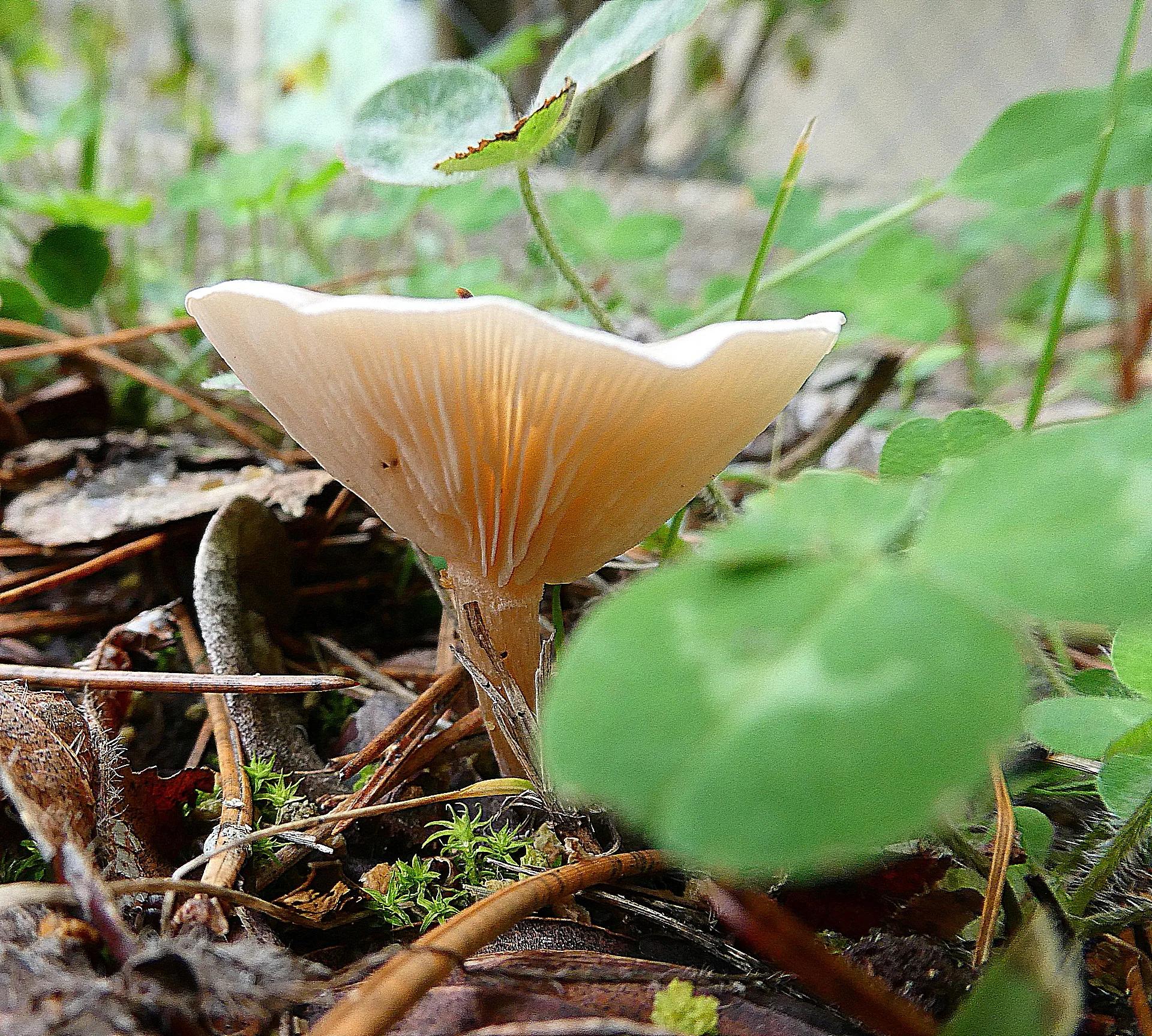 Défi N° 1 "Champignons" — photographie 20 (GPPR)