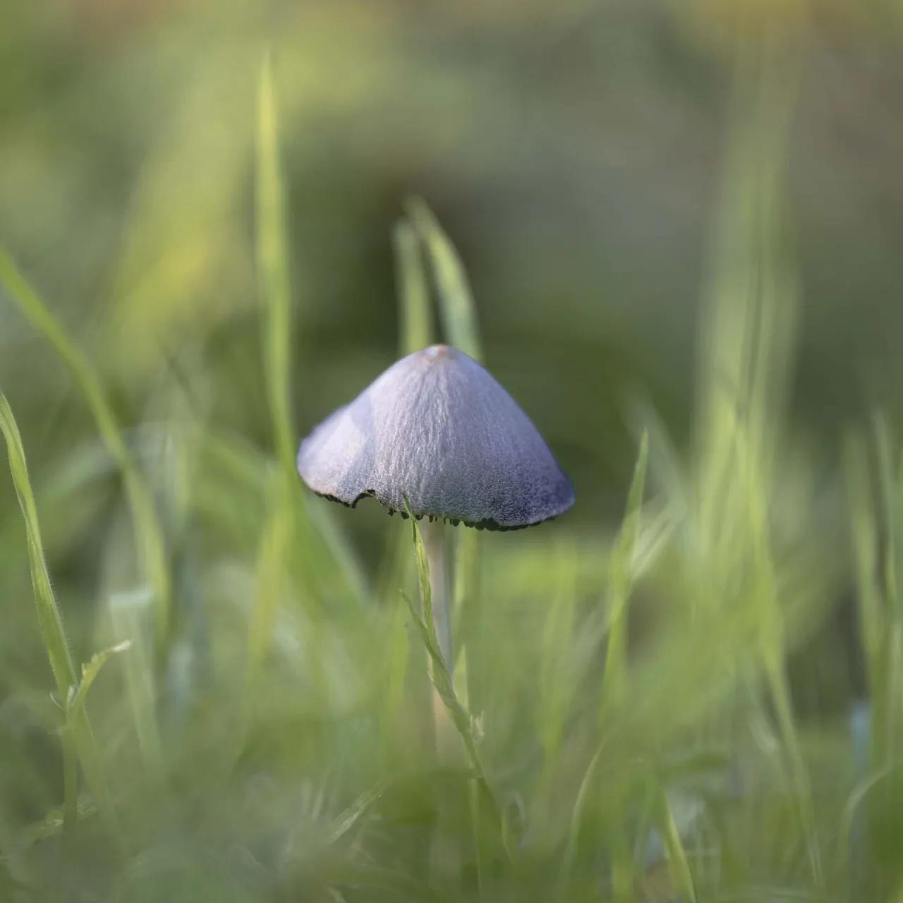 Défi N° 1 "Champignons" — photographie 7 (GPPR)