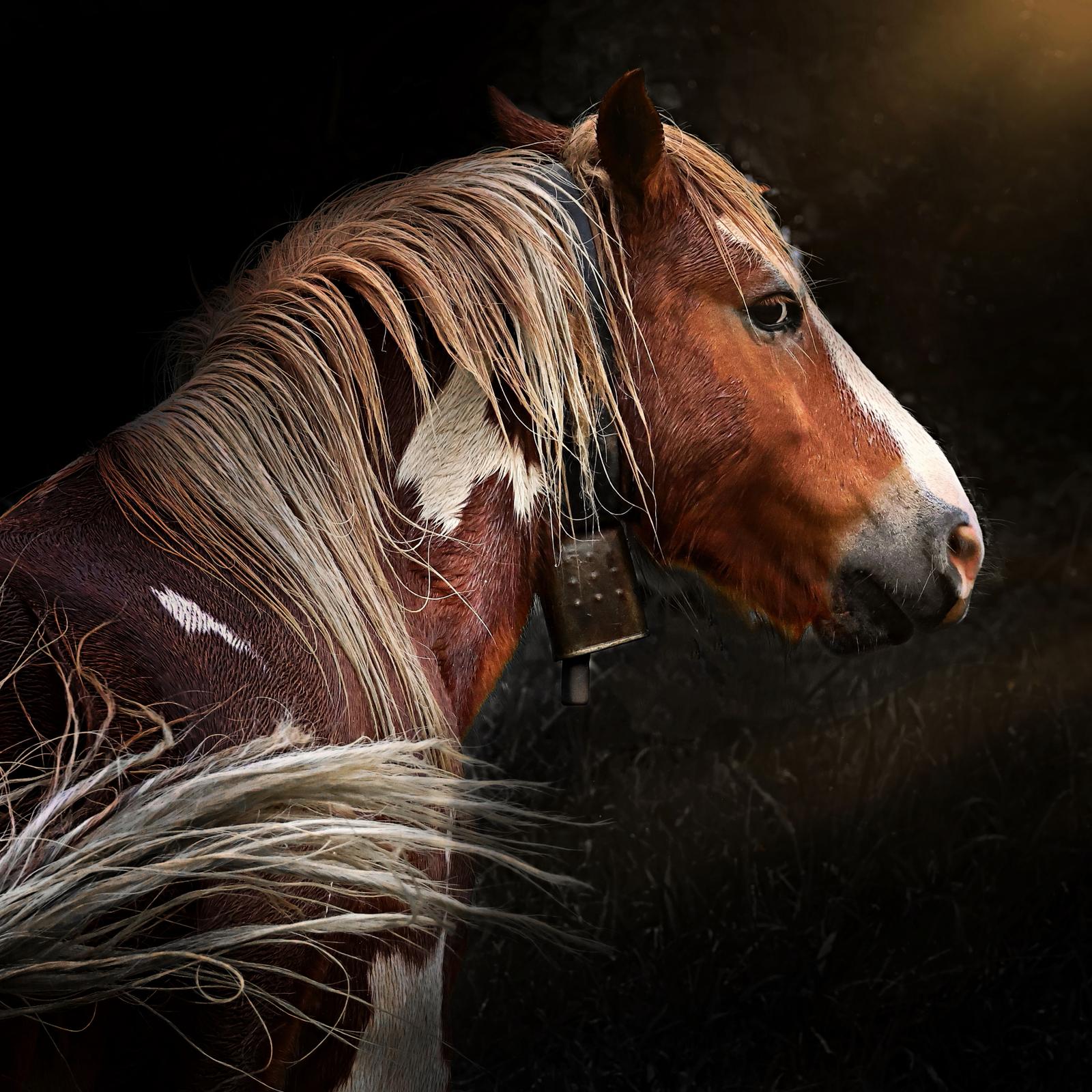 Photographie de Philippe Lombarde