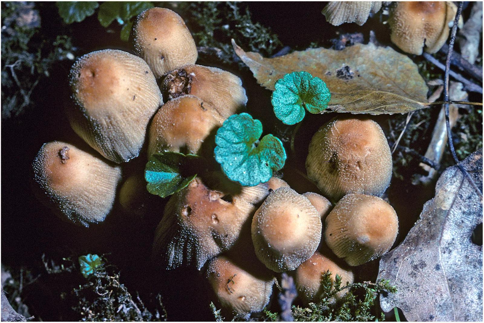 Défi N° 1 "Champignons" — photographie 39 (GPPR)