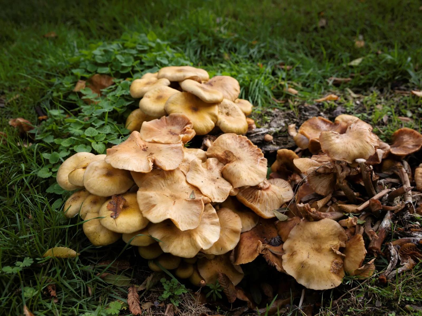 Défi N° 1 "Champignons" — photographie 27 (GPPR)