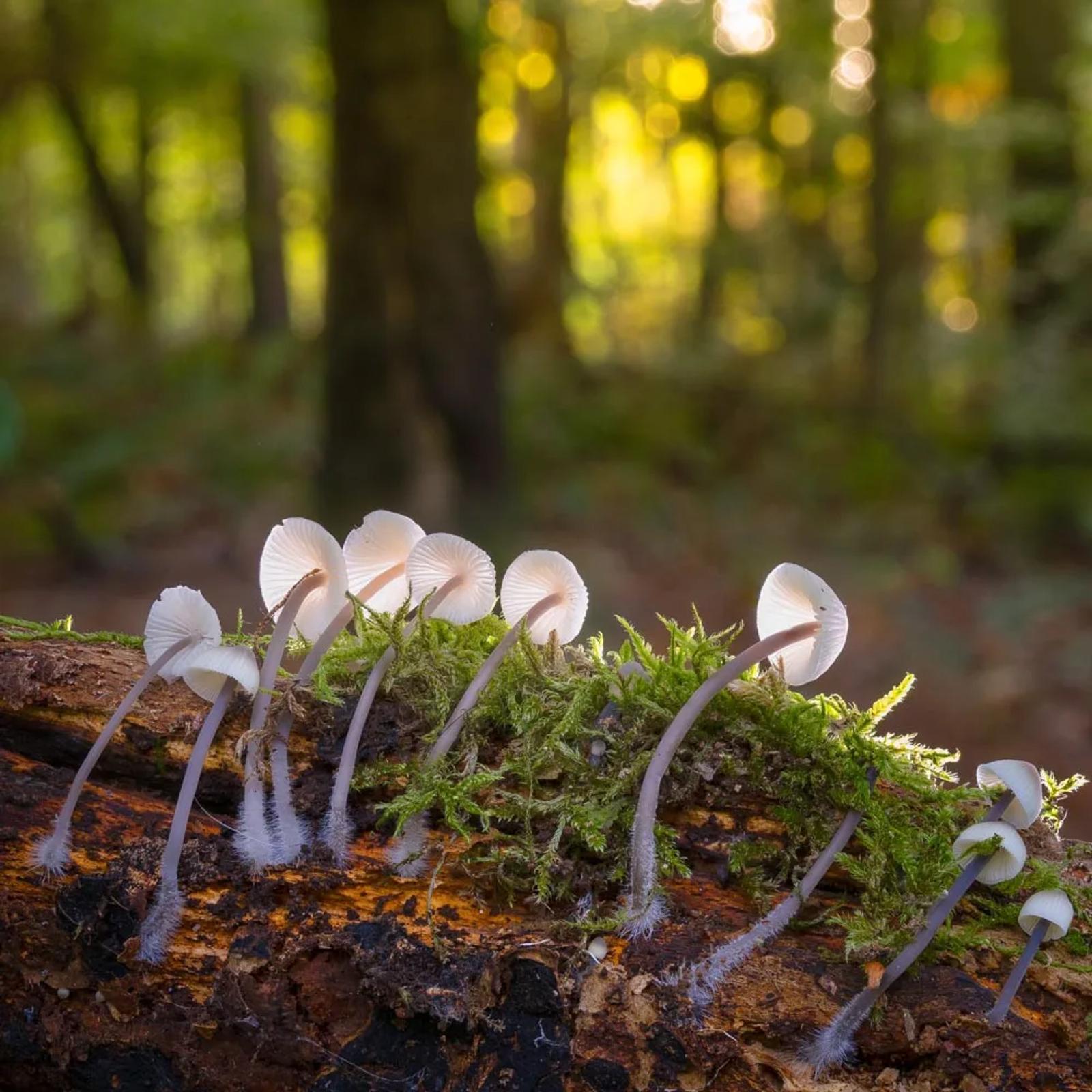 Défi N° 1 "Champignons" — photographie 1 (GPPR)