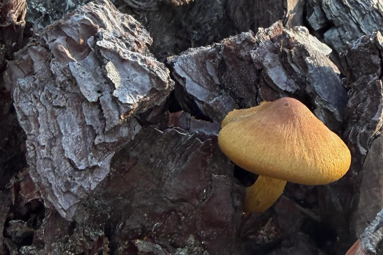 Défi N° 1 "Champignons" — photographie 18 (GPPR)