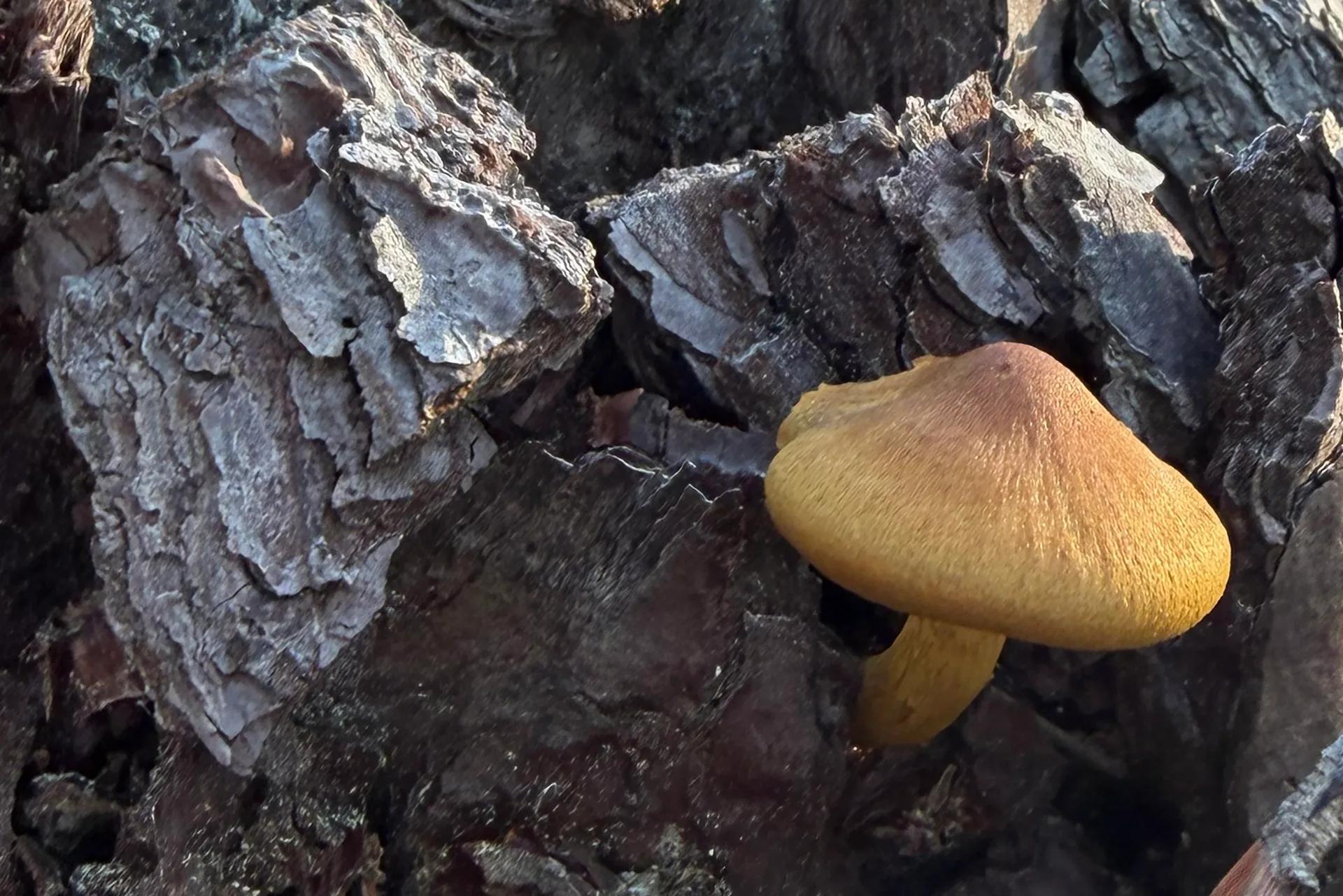 Défi N° 1 "Champignons" — photographie 18 (GPPR)