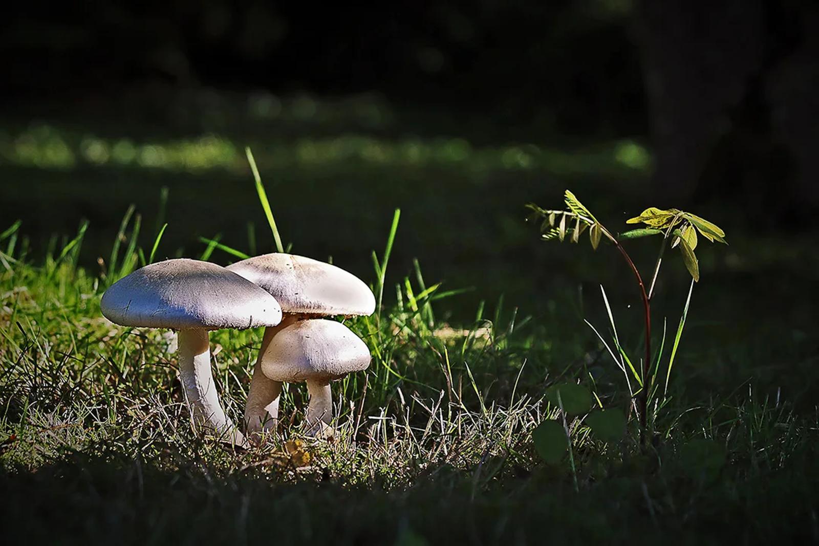 Défi N° 1 "Champignons" — photographie 9 (GPPR)