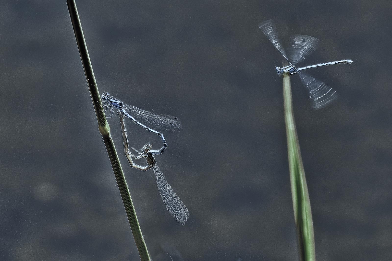 Photographie de Mercedes Niebla