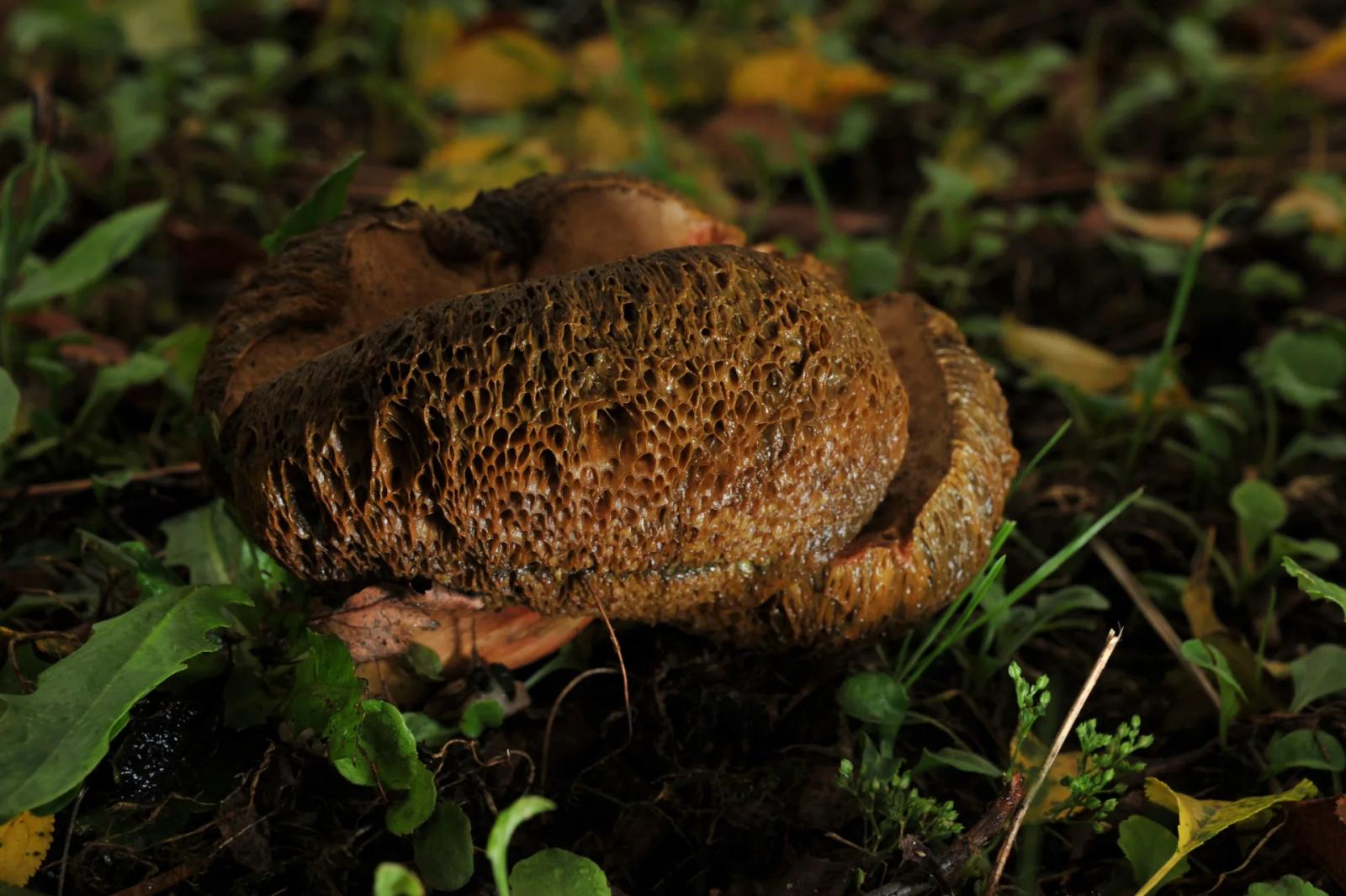 Défi N° 1 "Champignons" — photographie 47 (GPPR)