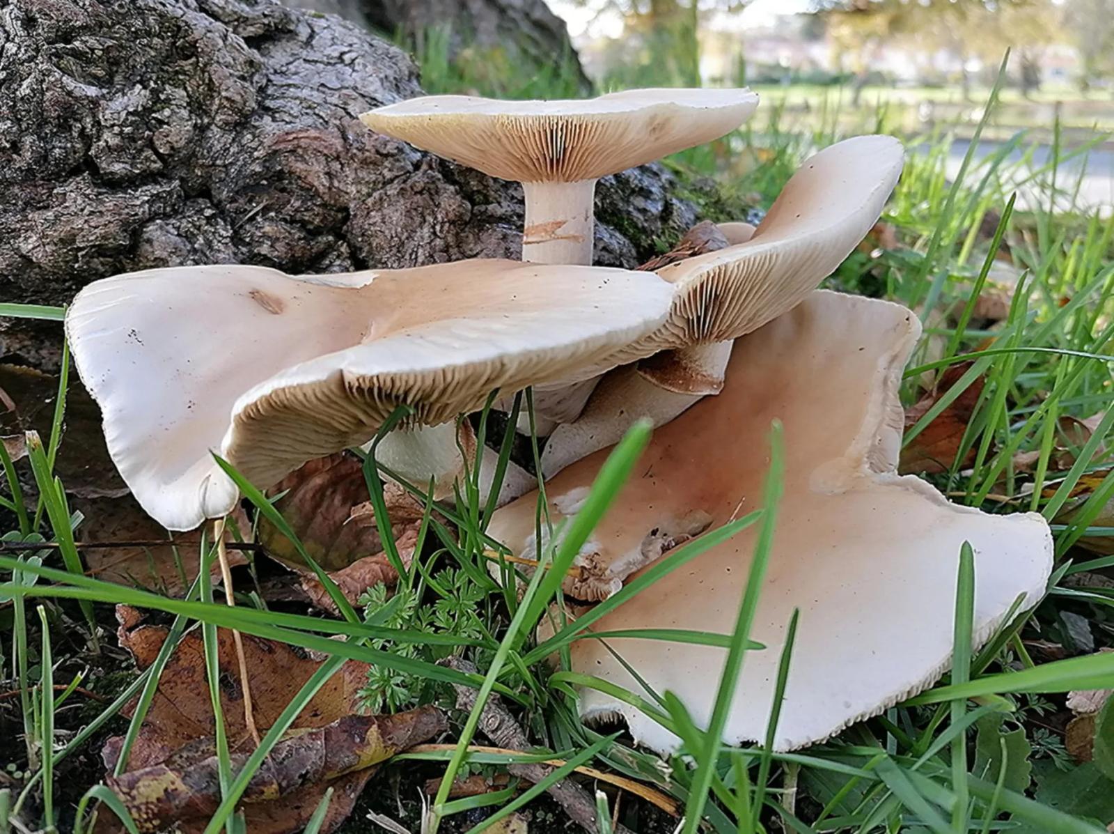 Défi N° 1 "Champignons" — photographie 22 (GPPR)