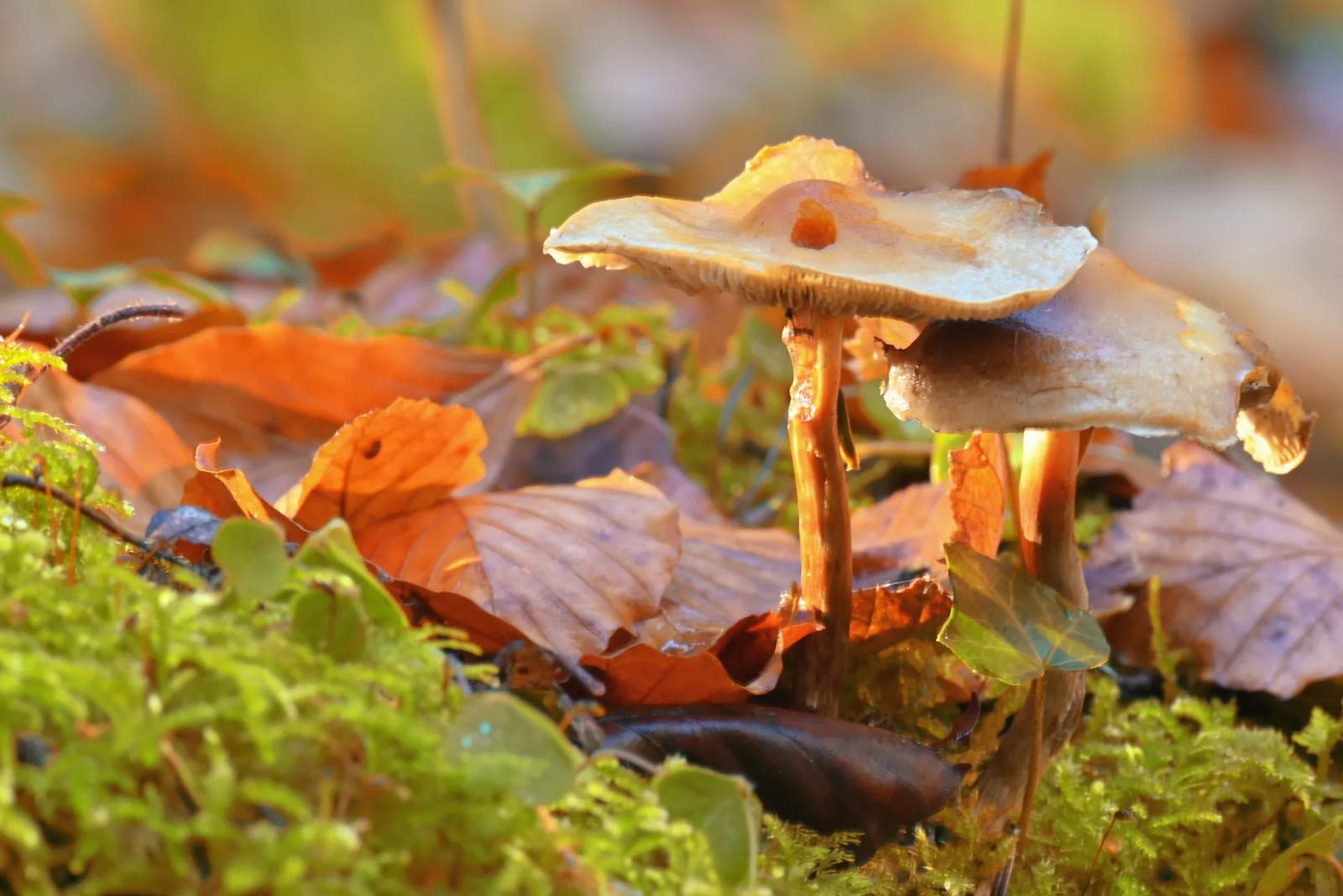 Défi N° 1 "Champignons" — photographie 41 (GPPR)
