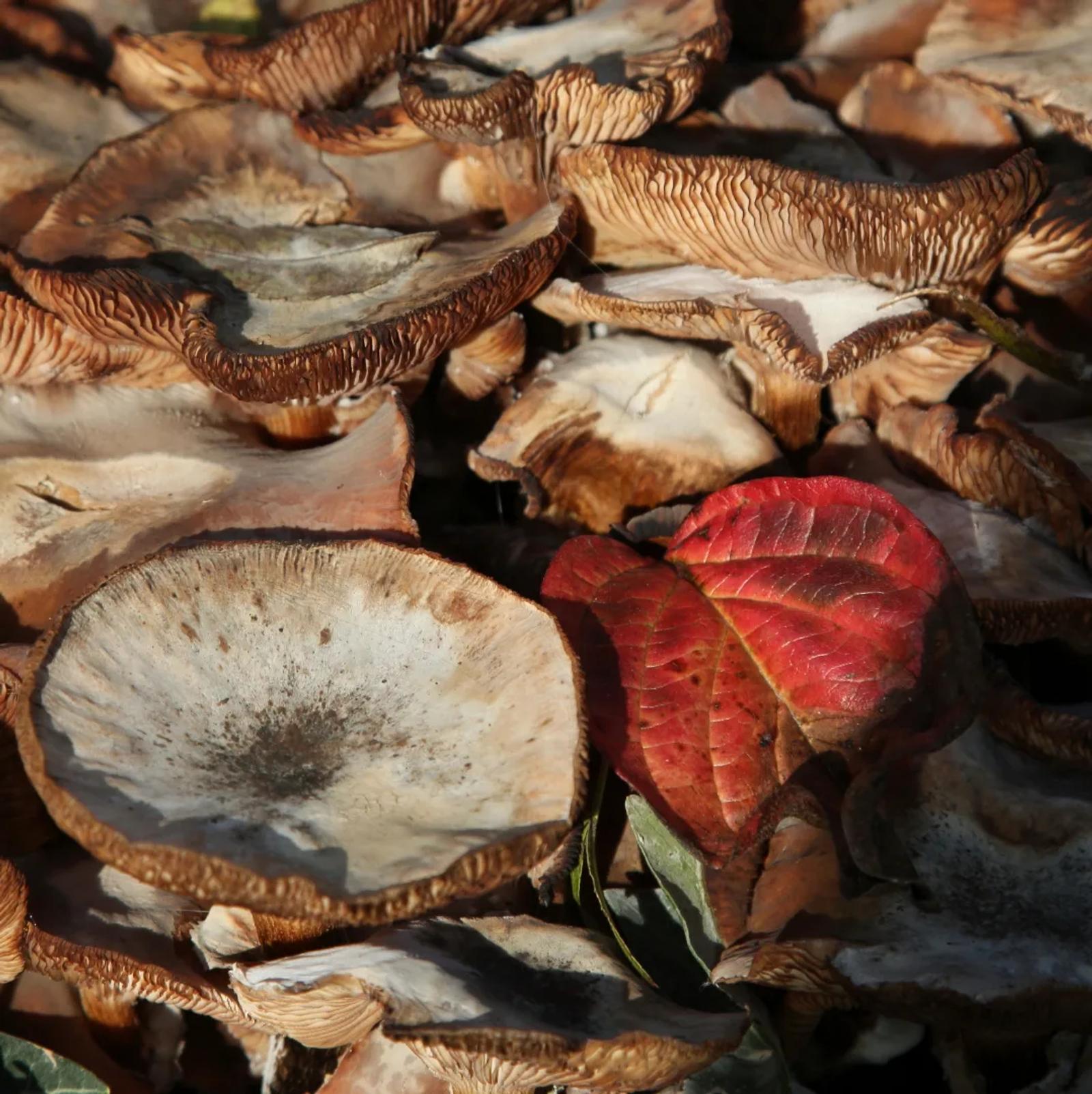 Défi N° 1 "Champignons" — photographie 29 (GPPR)