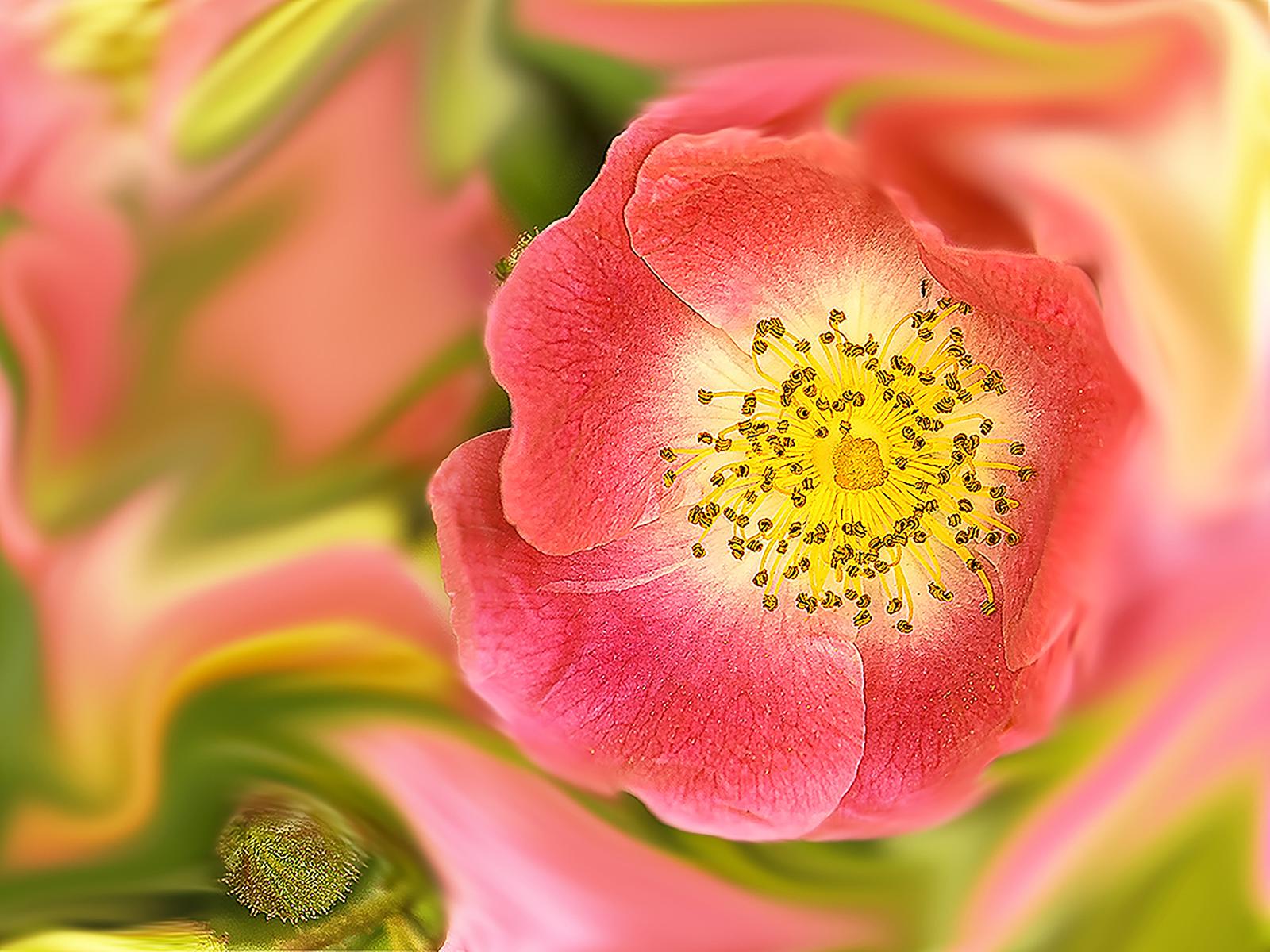 MN   Rose sauvage 1920