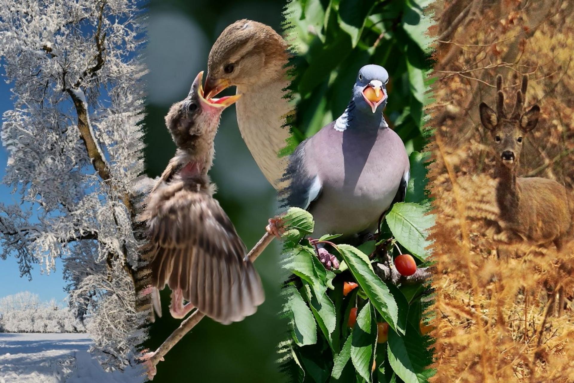 Défi "les quatre saisons en une seule image"