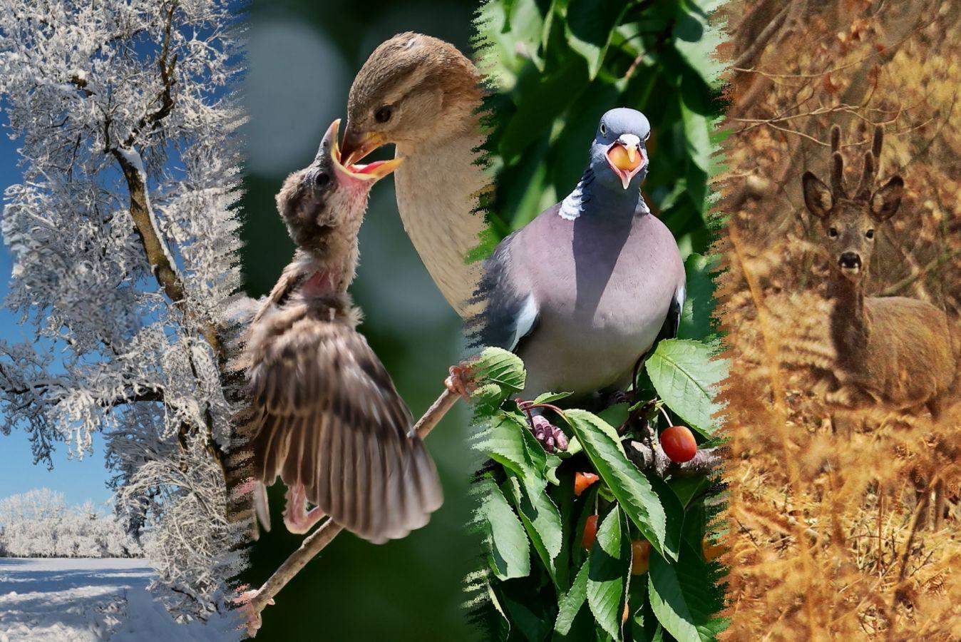 Défi "les quatre saisons en une seule image"