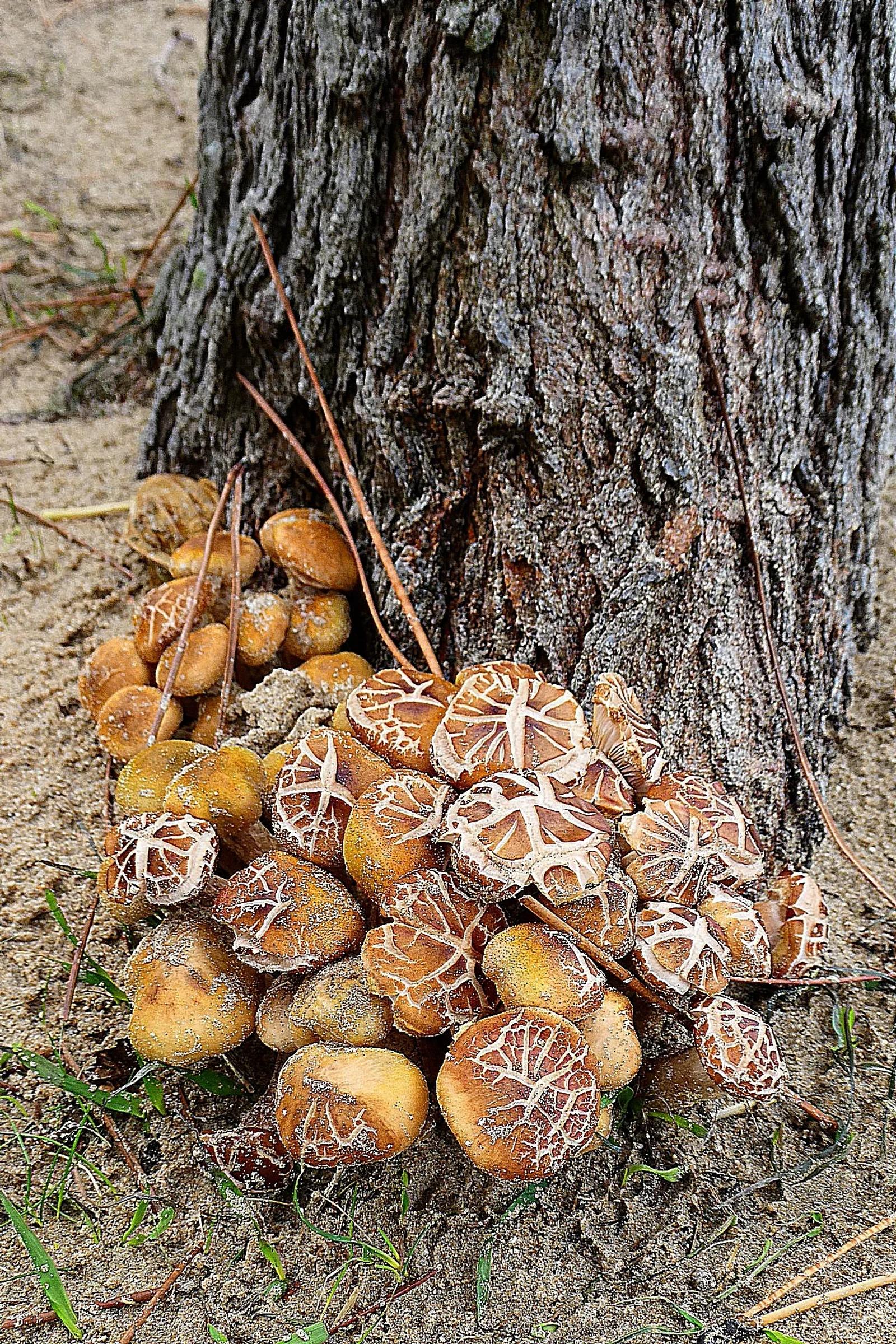 Défi N° 1 "Champignons" — photographie 32 (GPPR)