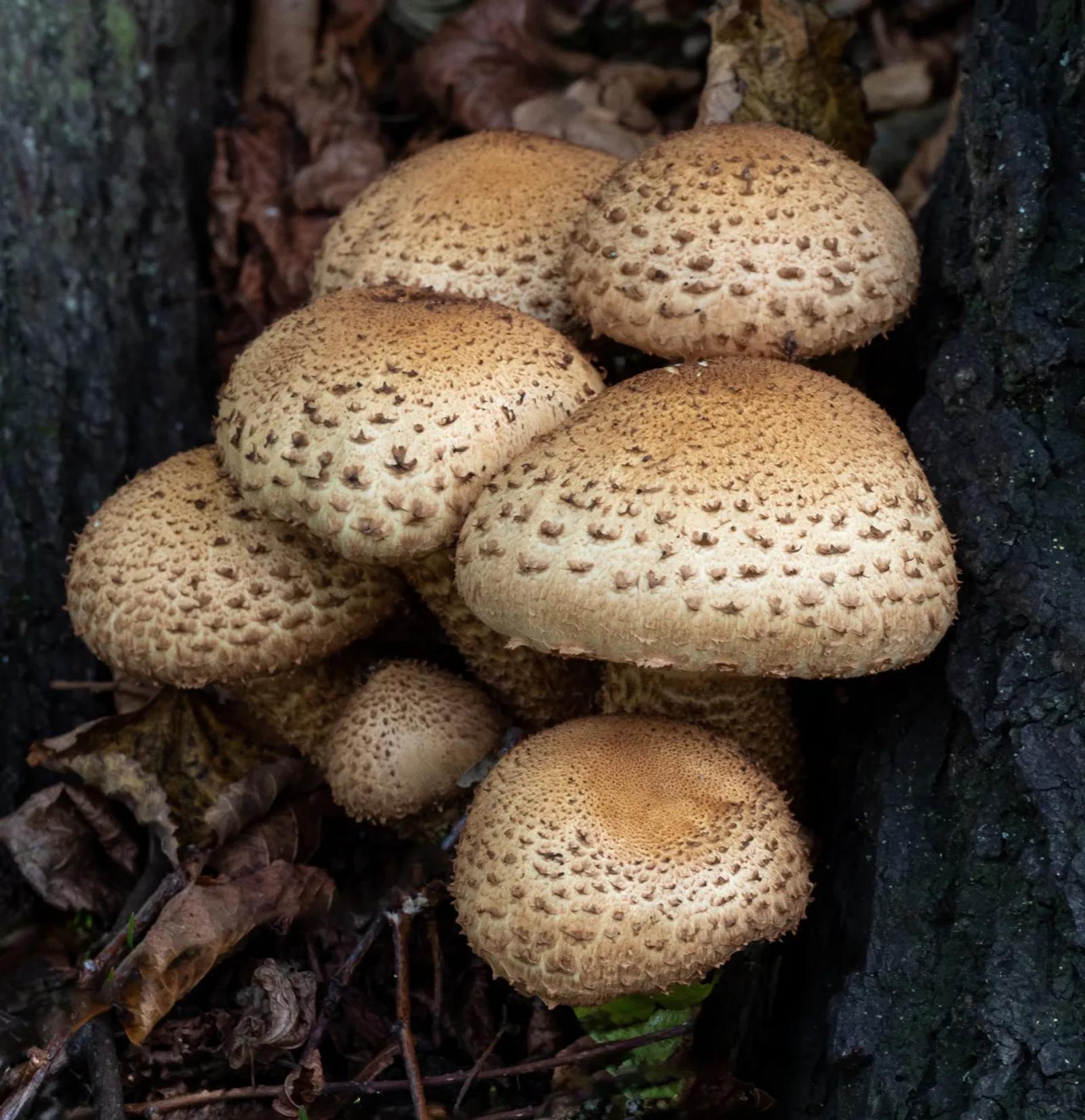 Défi N° 1 "Champignons" — photographie 5 (GPPR)