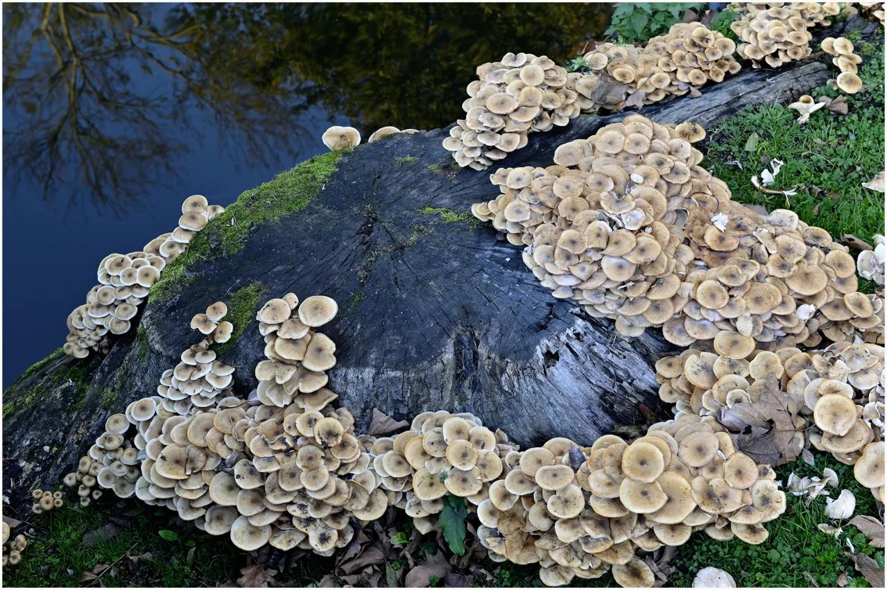 Défi N° 1 "Champignons" — photographie 10 (GPPR)