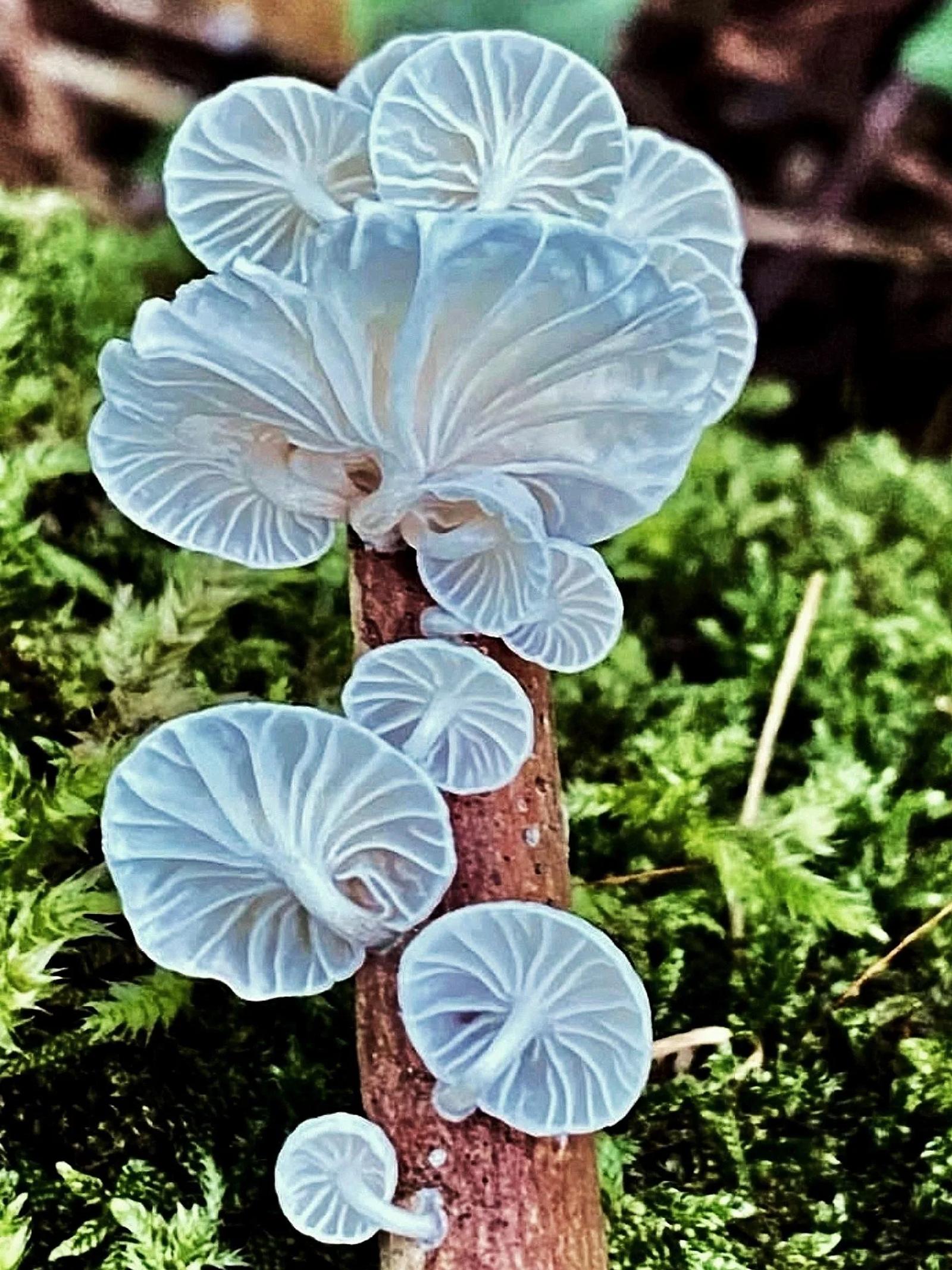Défi N° 1 "Champignons" — photographie 44 (GPPR)
