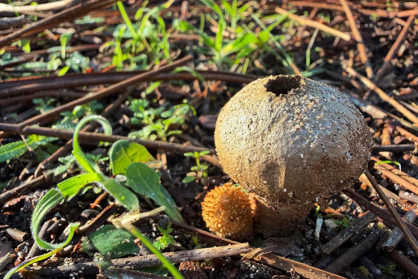 Défi N° 1 "Champignons" — photographie 40 (GPPR)