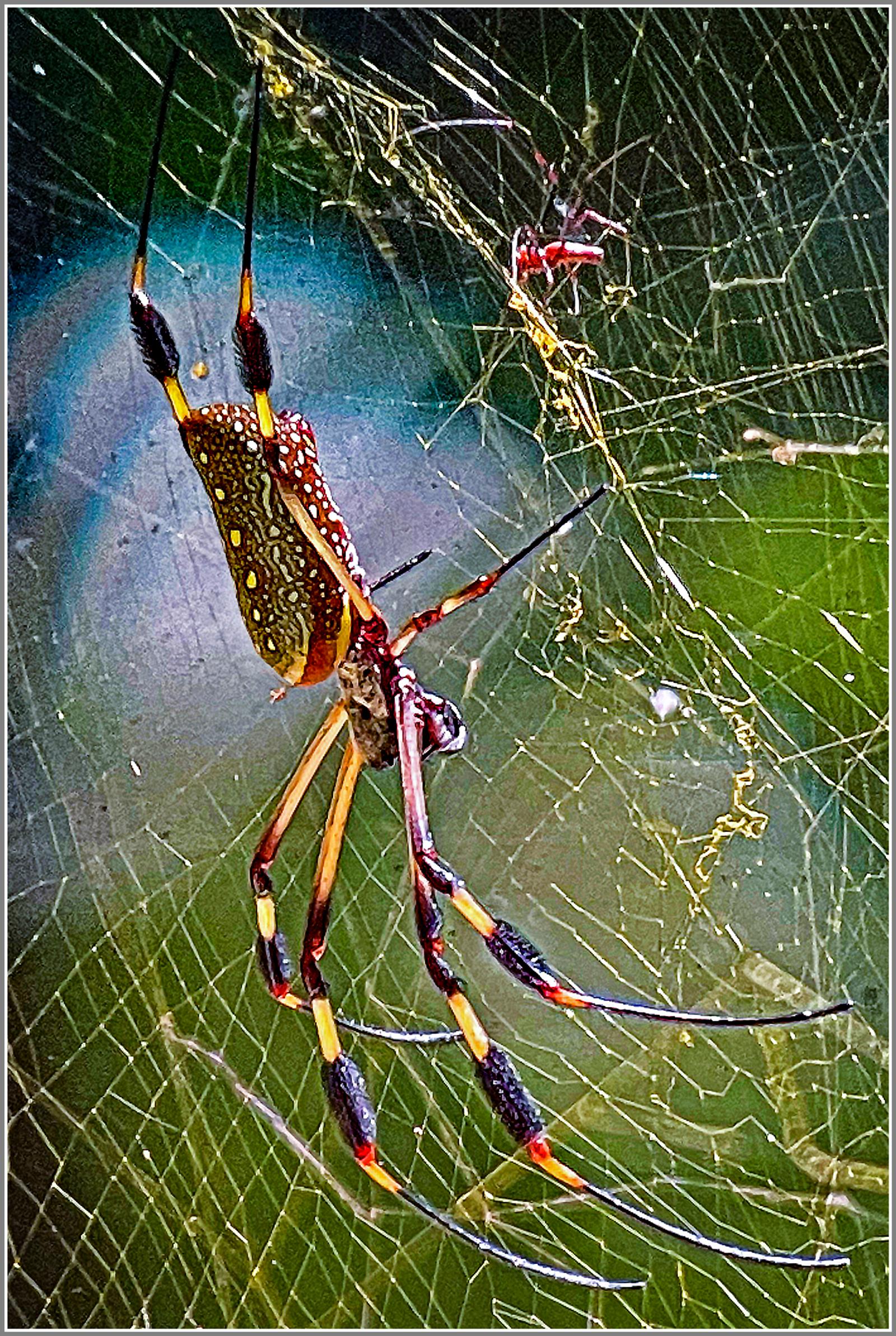 Triconephila clavipes