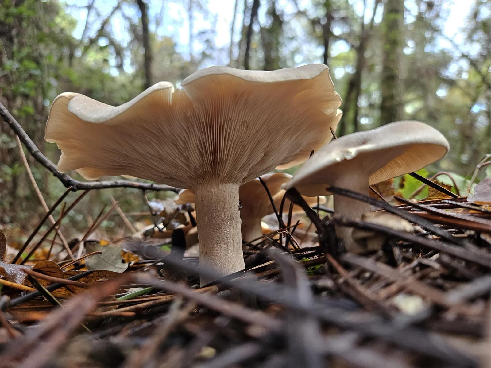 Défi N° 1 "Champignons" — photographie 21 (GPPR)