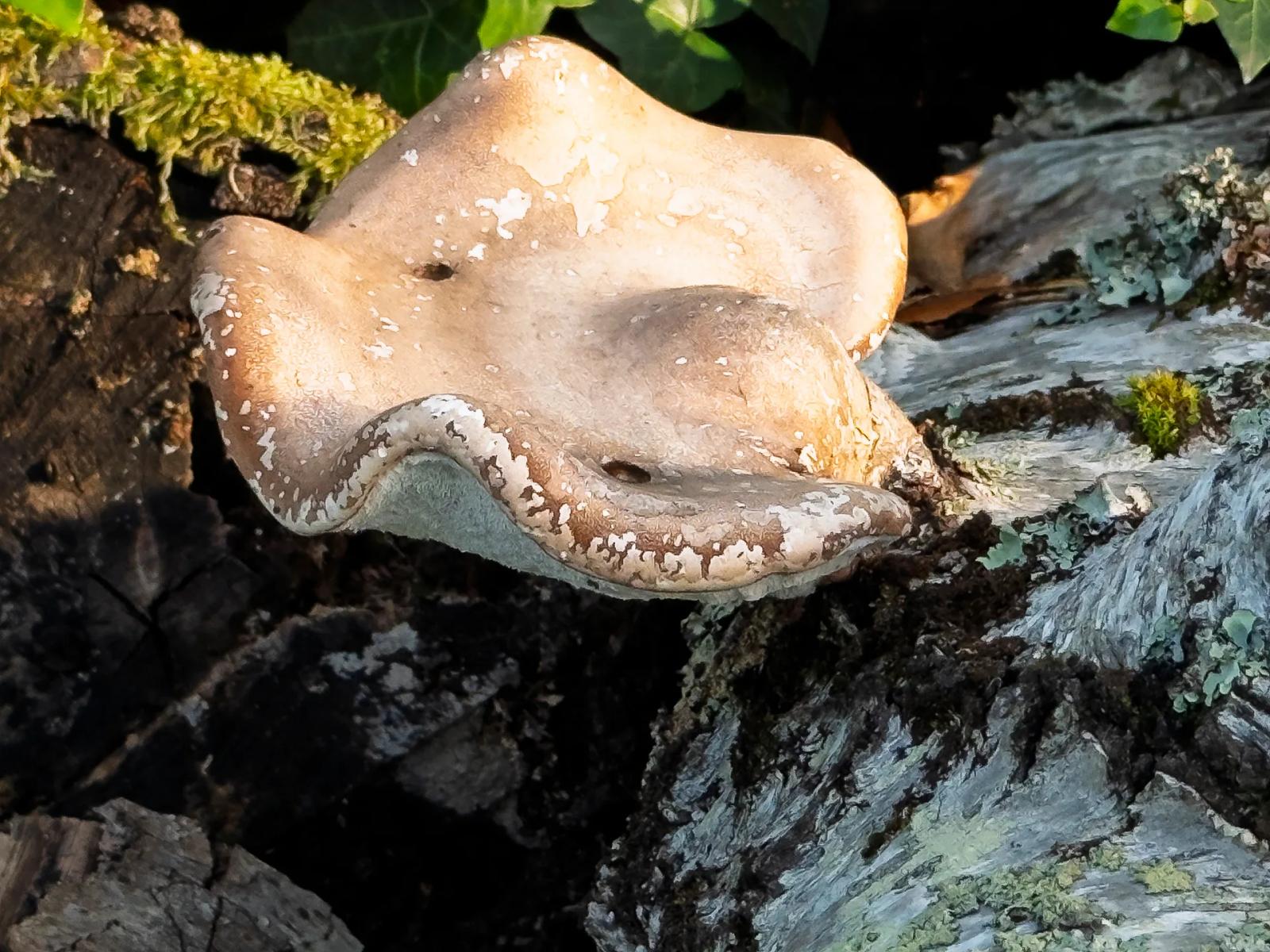 Défi N° 1 "Champignons" — photographie 35 (GPPR)