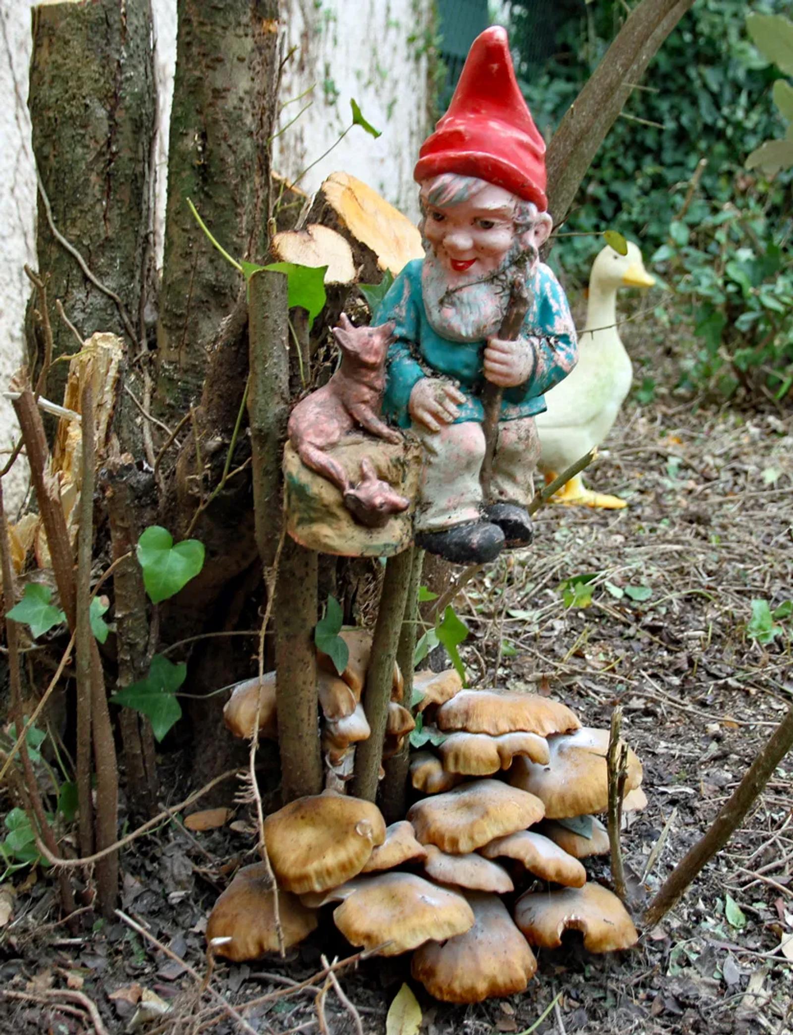 Défi N° 1 "Champignons" — photographie 53 (GPPR)