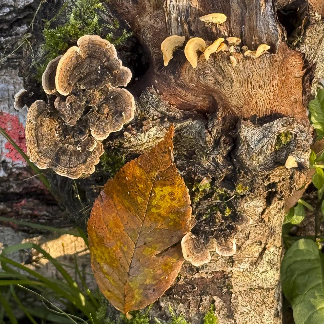 Défi N° 1 "Champignons" — photographie 14 (GPPR)