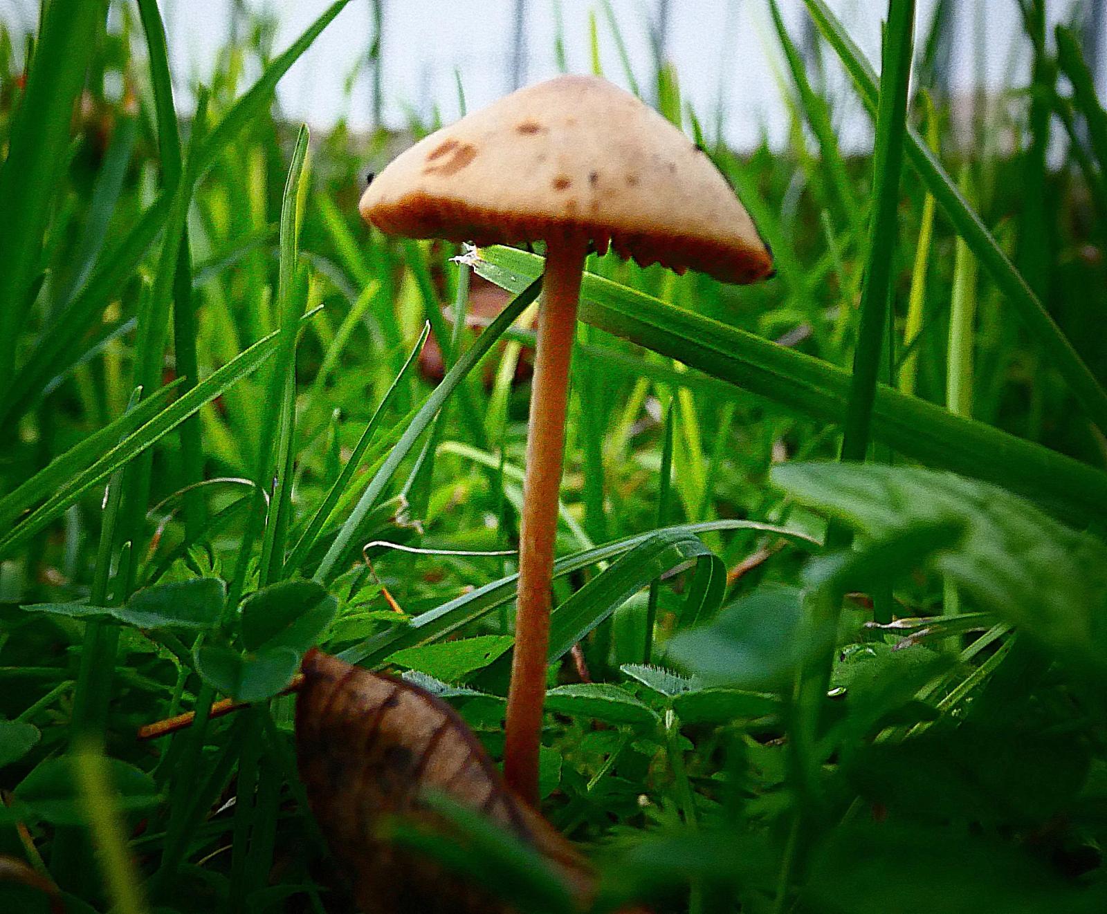 Défi N° 1 "Champignons" — photographie 55 (GPPR)