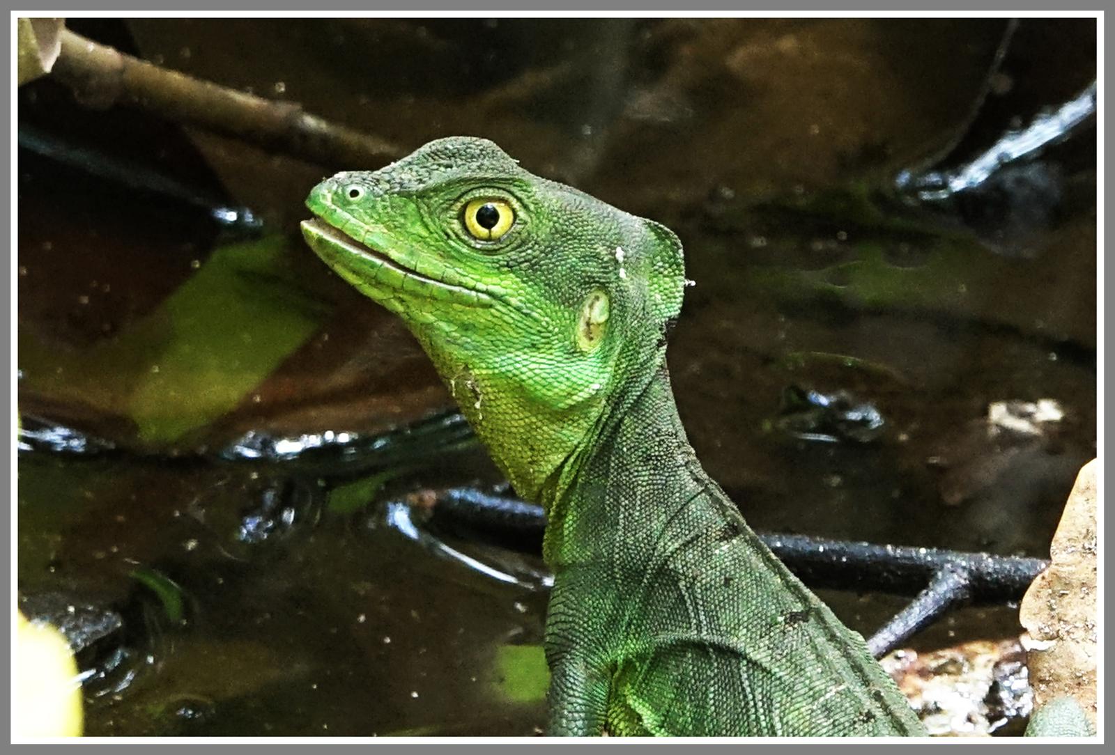 Basilic vert