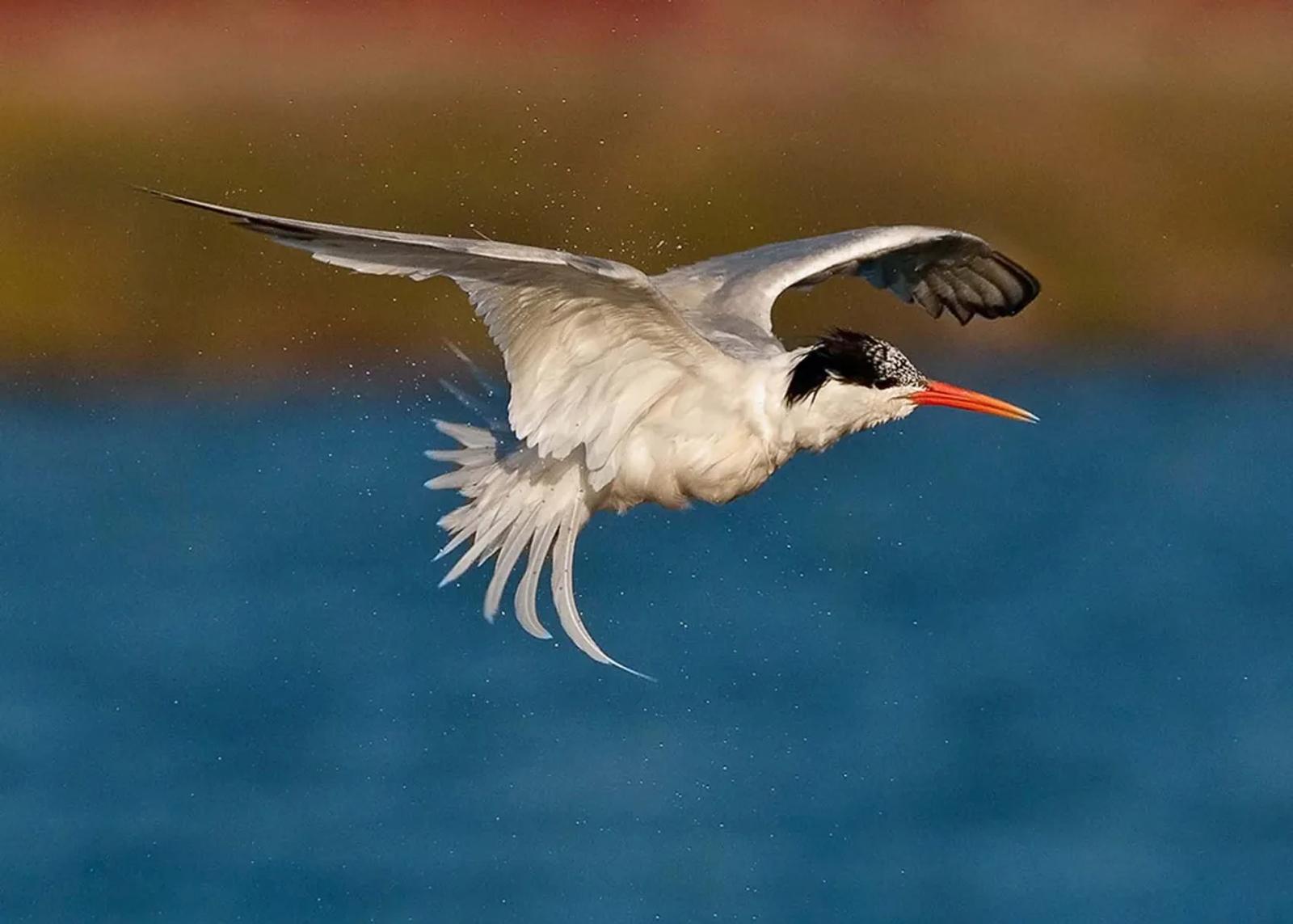 Photographie de Jean-Claude Fortor (6)