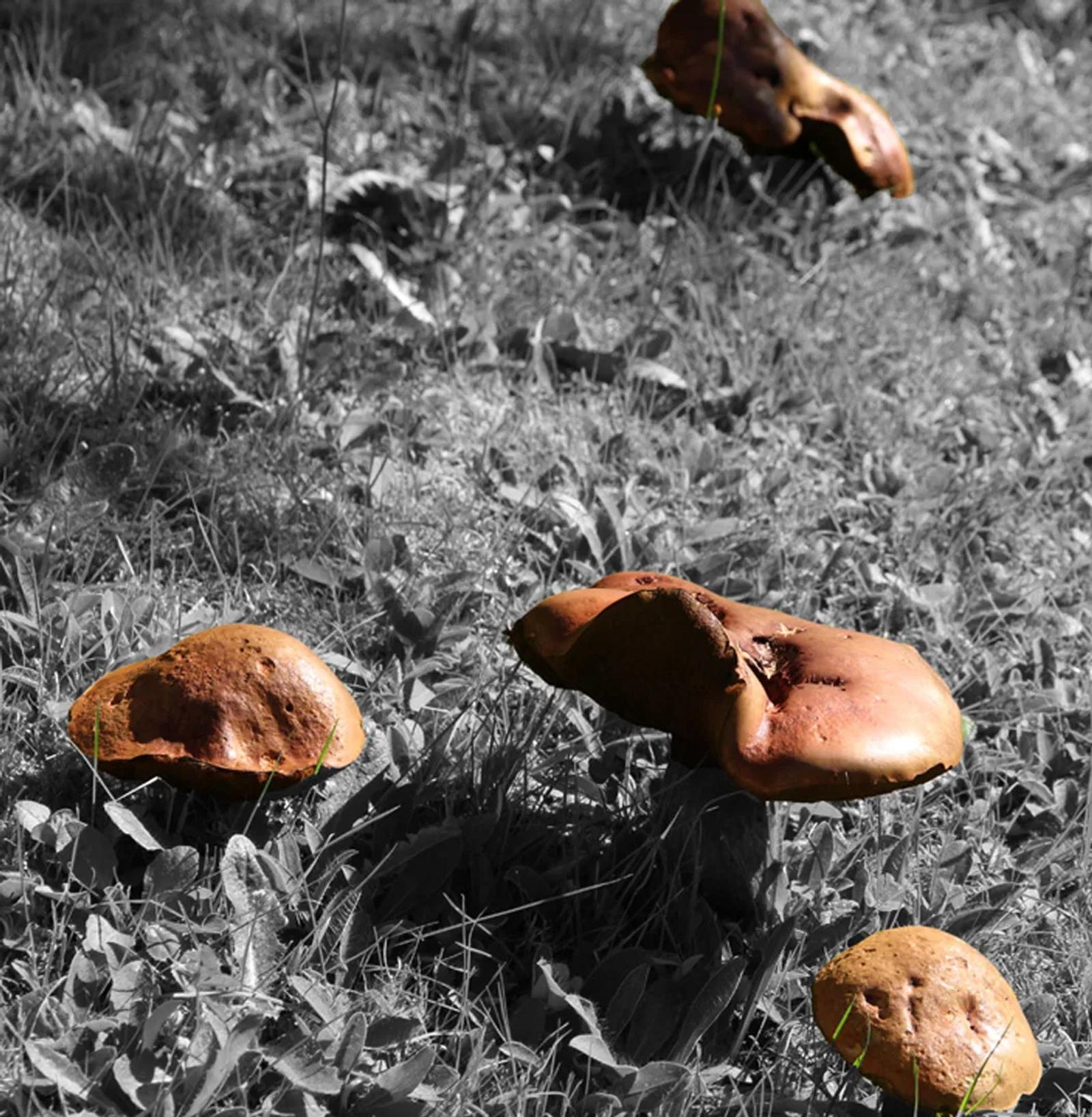 Défi N° 1 "Champignons" — photographie 46 (GPPR)