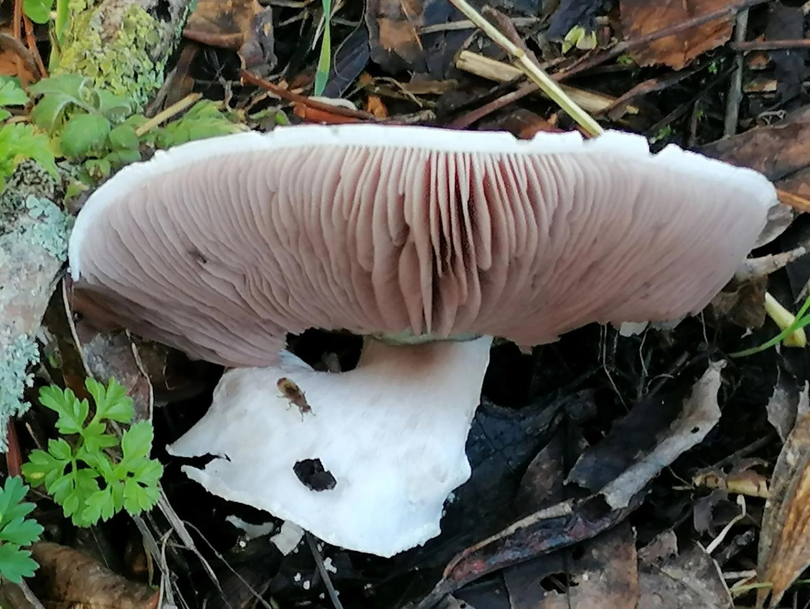 Défi N° 1 "Champignons" — photographie 49 (GPPR)