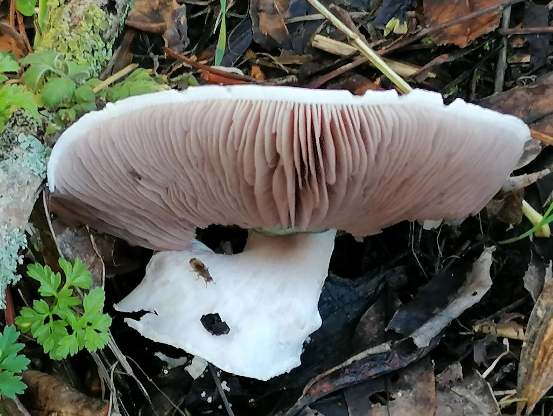 Défi N° 1 "Champignons" — photographie 49 (GPPR)