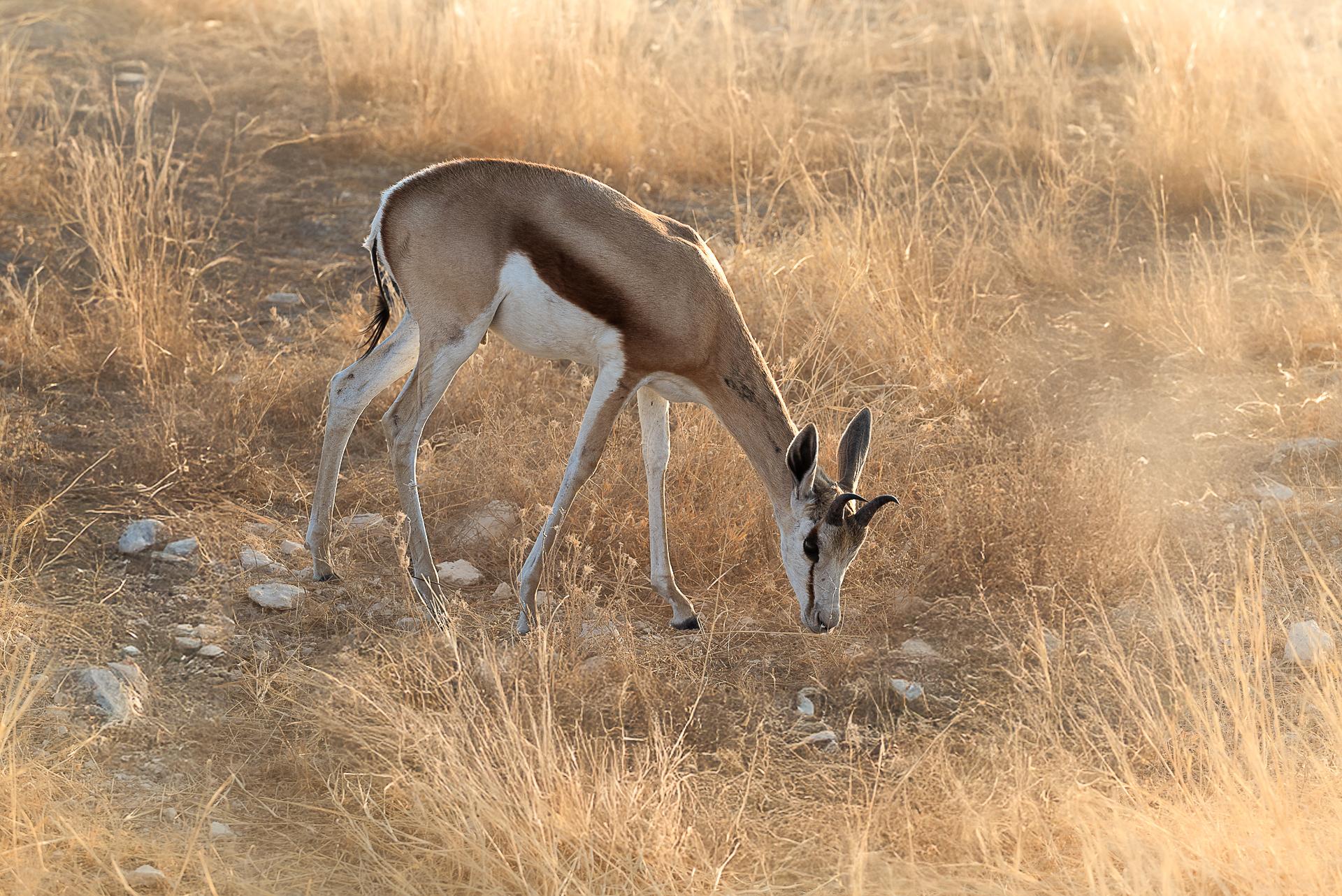 Regards sur la Namibie