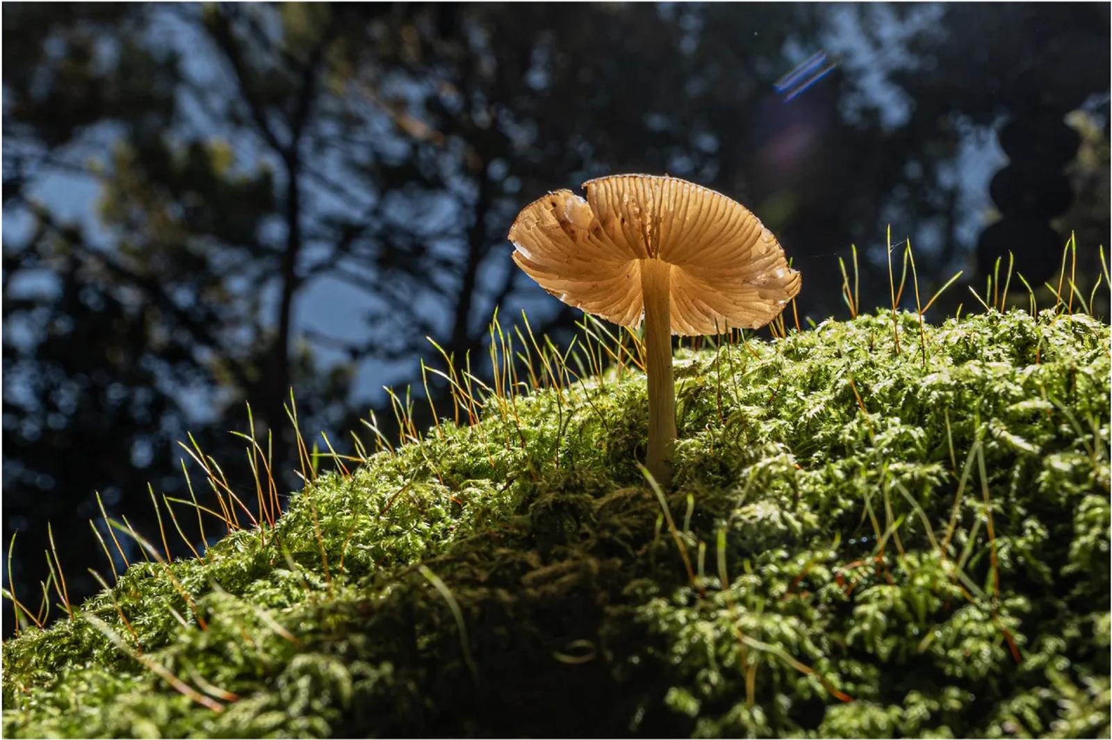 Défi N° 1 "Champignons" — photographie 8 (GPPR)