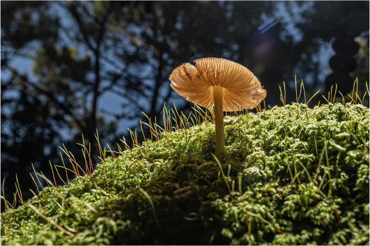 Défi N° 1 "Champignons" — photographie 8 (GPPR)
