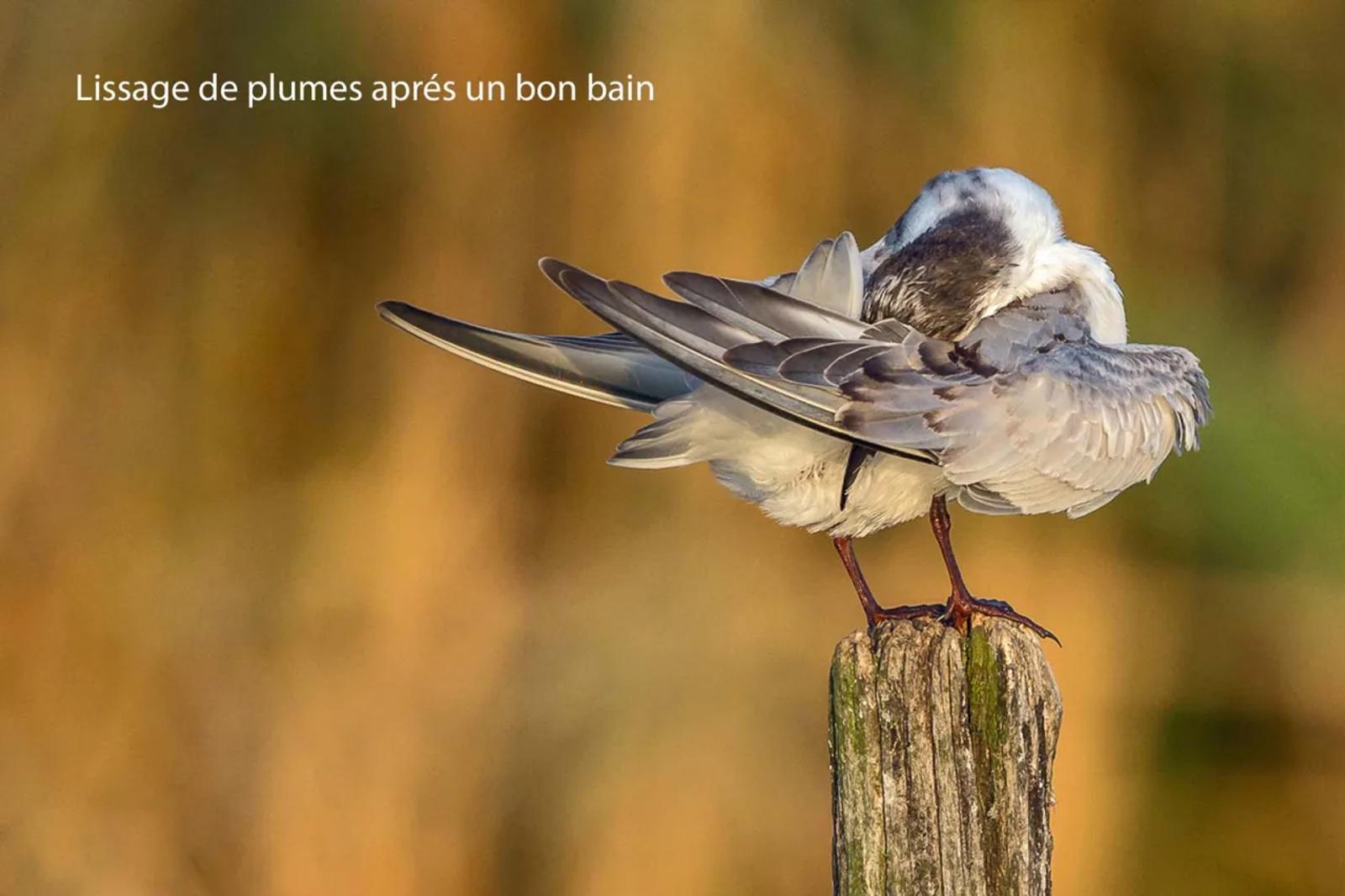 Photographie de Jean-Claude Fortor (9)