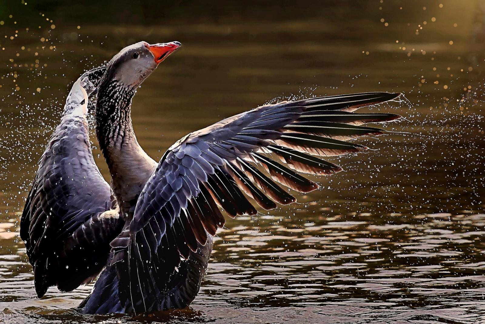 Photographie de Philippe Lombarde