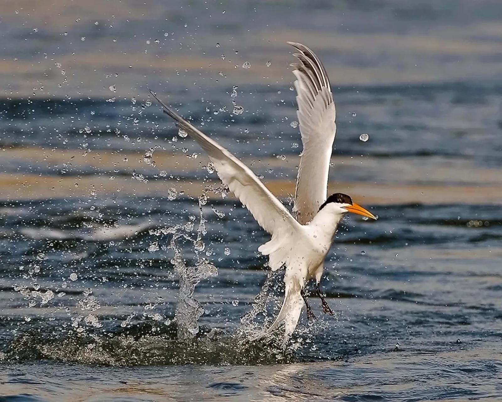 Photographie de Jean-Claude Fortor (4)