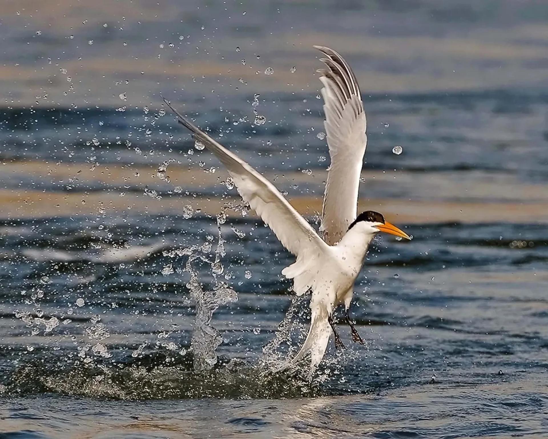 Photographie de Jean-Claude Fortor (4)
