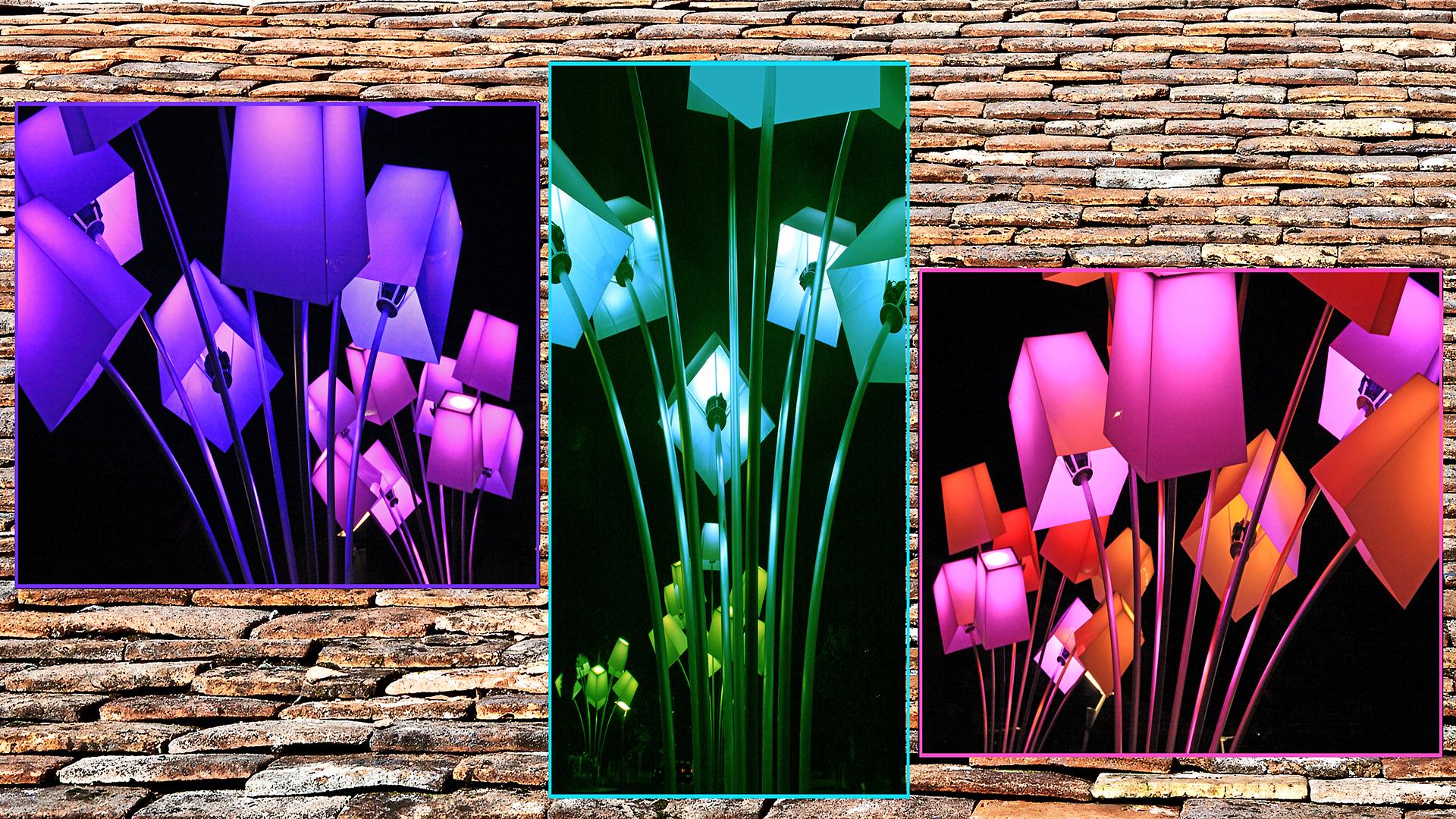RN T8 Tulipes