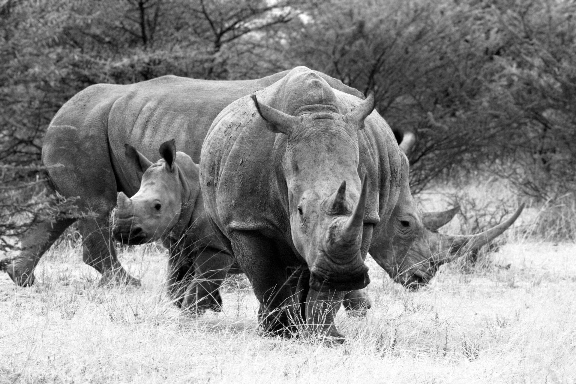 RN D33 3 rhinos
