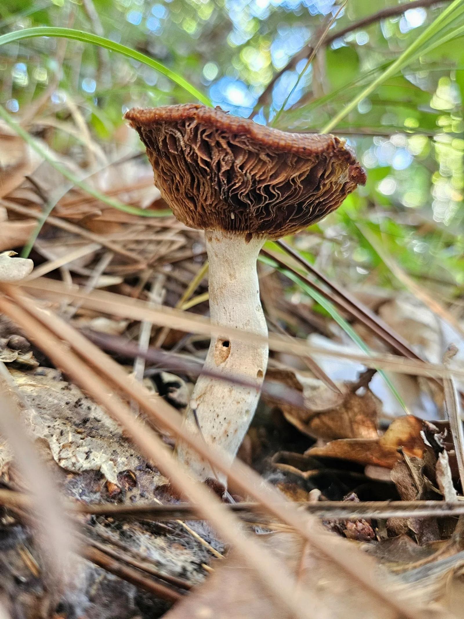 Défi N° 1 "Champignons" — photographie 30 (GPPR)