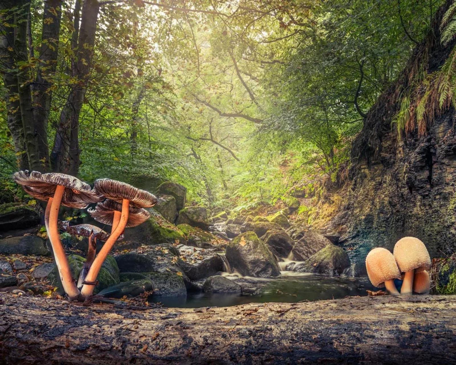 Défi N° 1 "Champignons" — photographie 4 (GPPR)