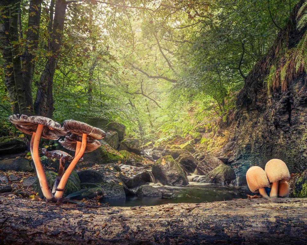Défi N° 1 "Champignons" — photographie 4 (GPPR)