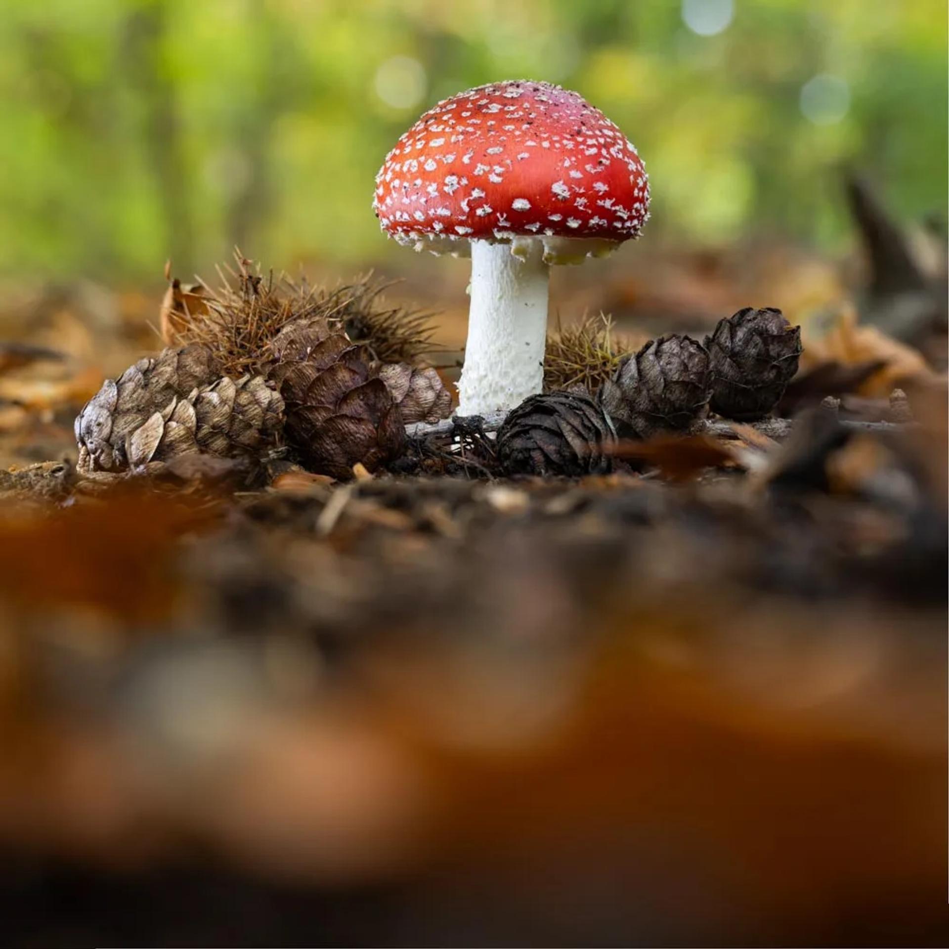 Défi N° 1 "Champignons" — photographie 2 (GPPR)