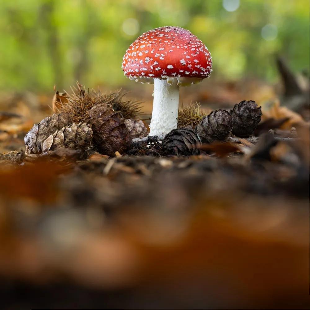 Défi N° 1 "Champignons" — photographie 2 (GPPR)