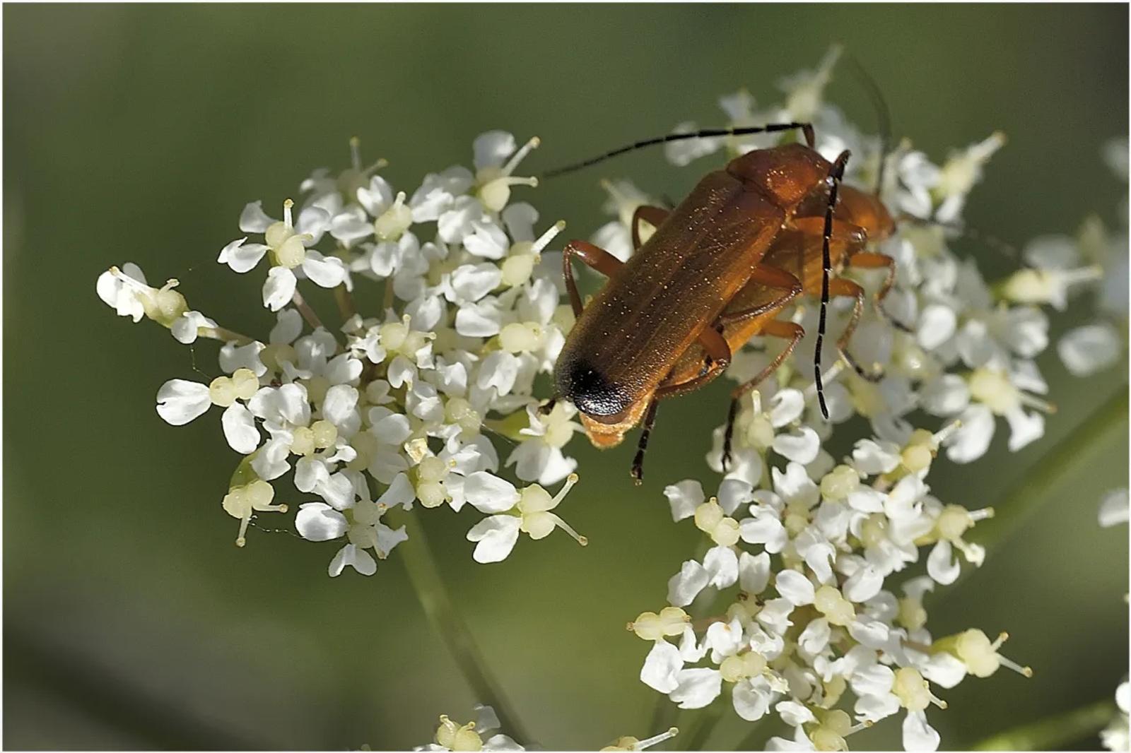 Photographie de Jean-Marie Airault (7)