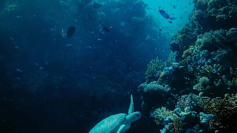 The Future of Offshore Wind Farm Inspection